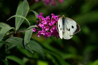 Close-up of butterfly pollinating on pink flower