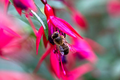 Close-up of bee pollinating on pink flower