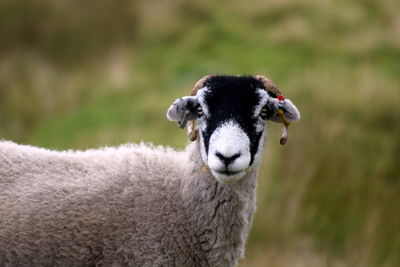 Close-up of an animal on field