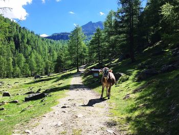 Horses on landscape against sky