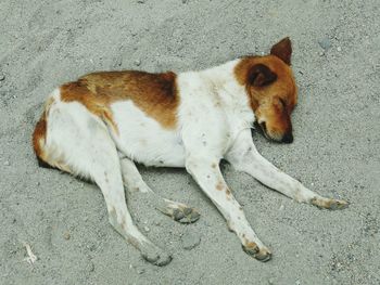 High angle view of dog lying on road