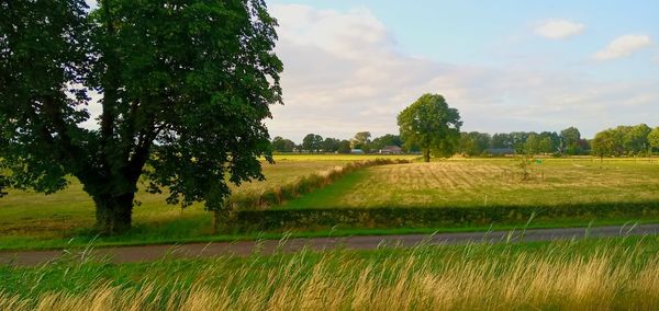 Scenic view of agricultural field against sky