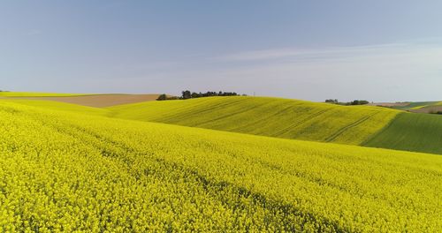 rapeseed