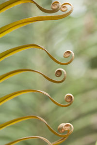 Part leaves of fern in nature