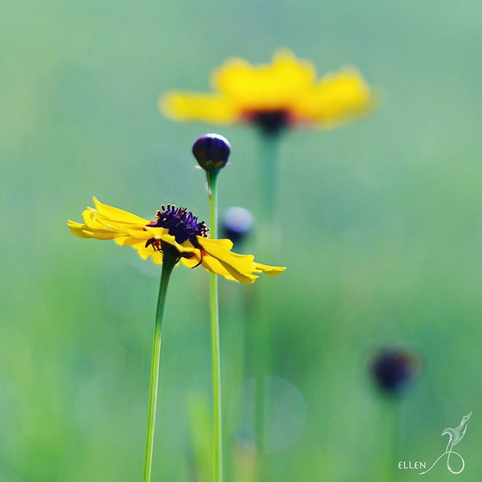 CLOSE-UP OF YELLOW FLOWERS BLOOMING