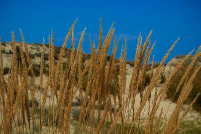 Close-up of stalks in field against blue sky