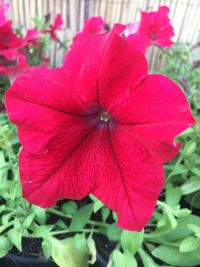 Close-up of red flower