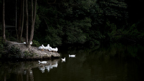 Swan swimming in lake