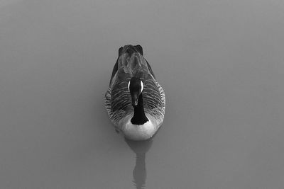 High angle view of canada goose swimming at lake