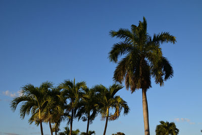 Low angle view of palm trees against clear blue sky