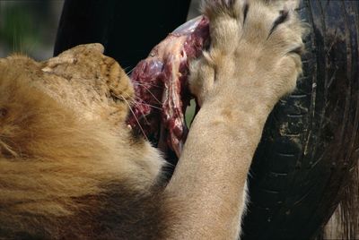 Close-up of a dog resting