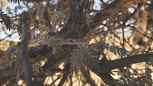 Close-up of birds in forest