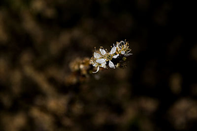 Close-up of white flowering plant