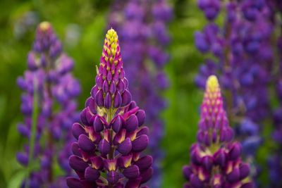Close-up of purple flowers blooming outdoors