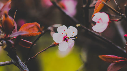 Close-up of pink cherry blossom on tree