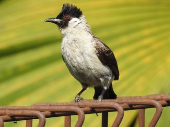 Close-up of bird perching on railing