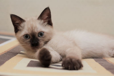 Close-up portrait of a cat