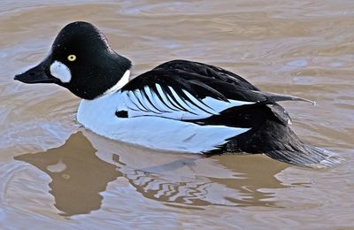 Close-up of duck swimming in lake