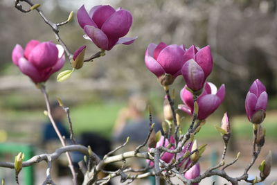 Close-up of pink flowering plant