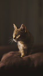 Cosy cat on the pillow