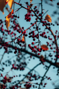 Low angle view of berries on tree