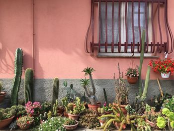 Potted plants on window sill