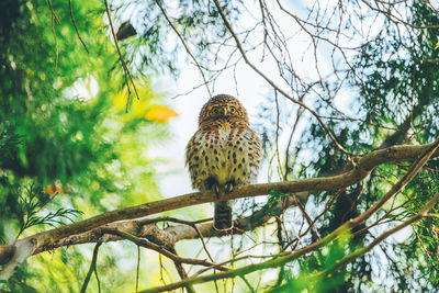Low angle view of bird perching on tree
