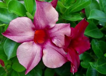 Close-up of pink flowers blooming outdoors