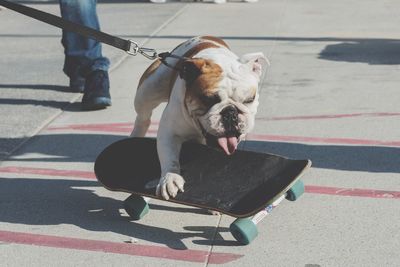 Low section of dog on skateboard