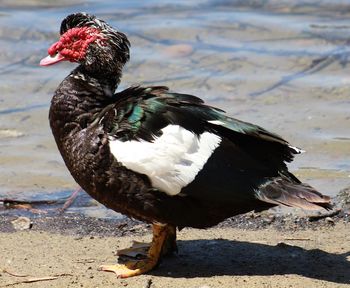 Close-up of muscovy duck on lakeshore