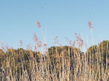 Low angle view of plants against clear sky