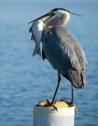 Close-up of bird perching on a sea