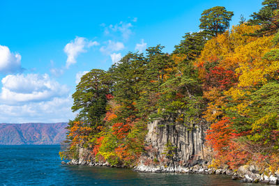 Trees by plants during autumn against sky