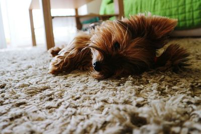 Close-up of dog relaxing on rug at home