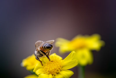 Close-up of insect on yellow flower