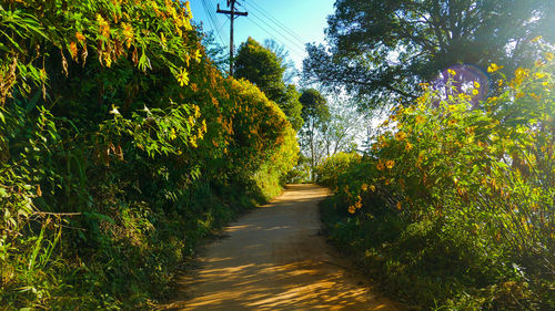 Road amidst trees
