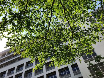 Low angle view of tree in city