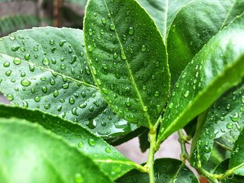 Close-up of wet plant leaves during rainy season