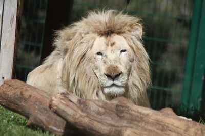 Close-up of lion in zoo