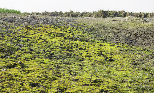 Plants growing on land