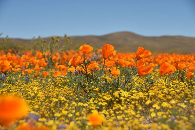 Close-up of yellow flowering plants on field