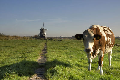 Cow standing in a field