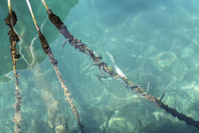 Reflection of trees in water