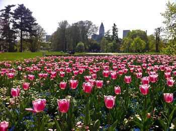 Close-up of pink tulips in park