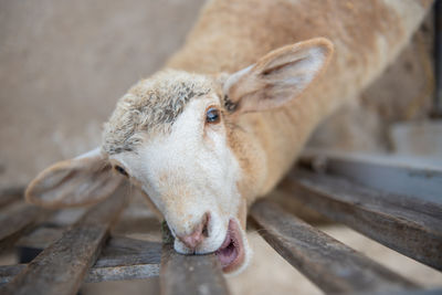 Portrait of goat biting wood
