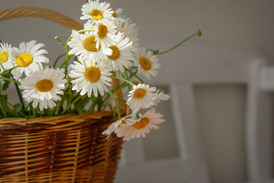 White daisies close-up in a basket. warm sunlight soft focus, macro-yellow stamens. 