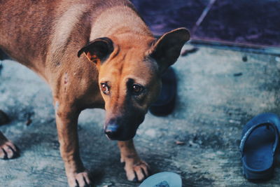 Close-up portrait of dog