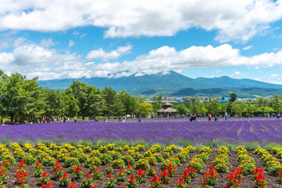 Scenic view of flowering plants on field against cloudy sky