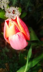 Close-up of pink flowers