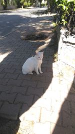 High angle view of dog on footpath